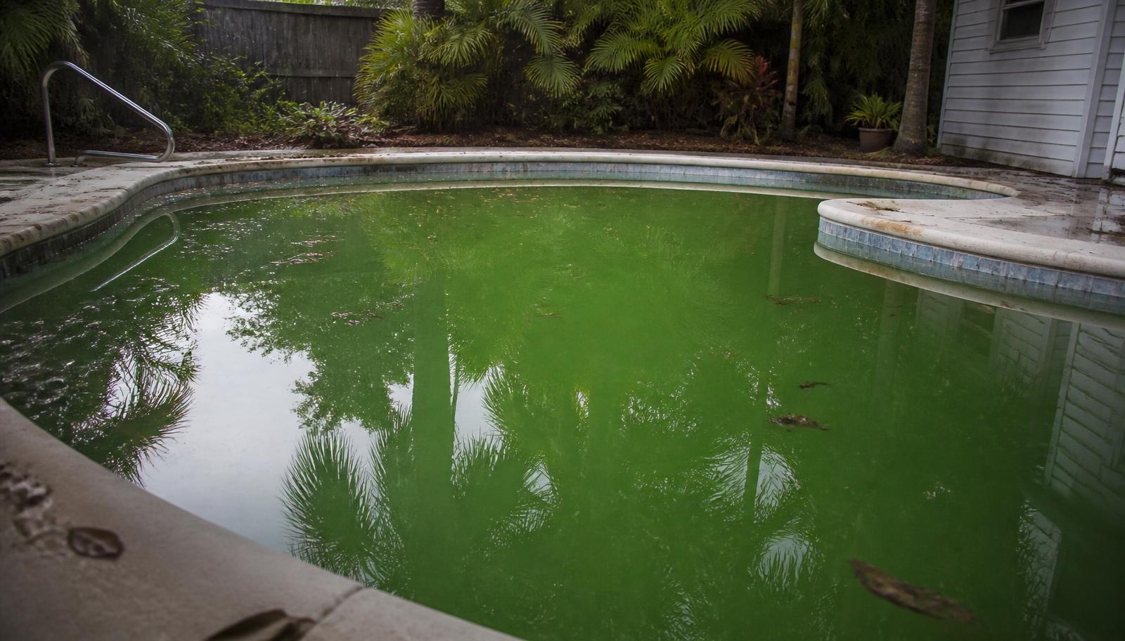 Backyard swimming pool with green algae-tinted water and floating leaf debris