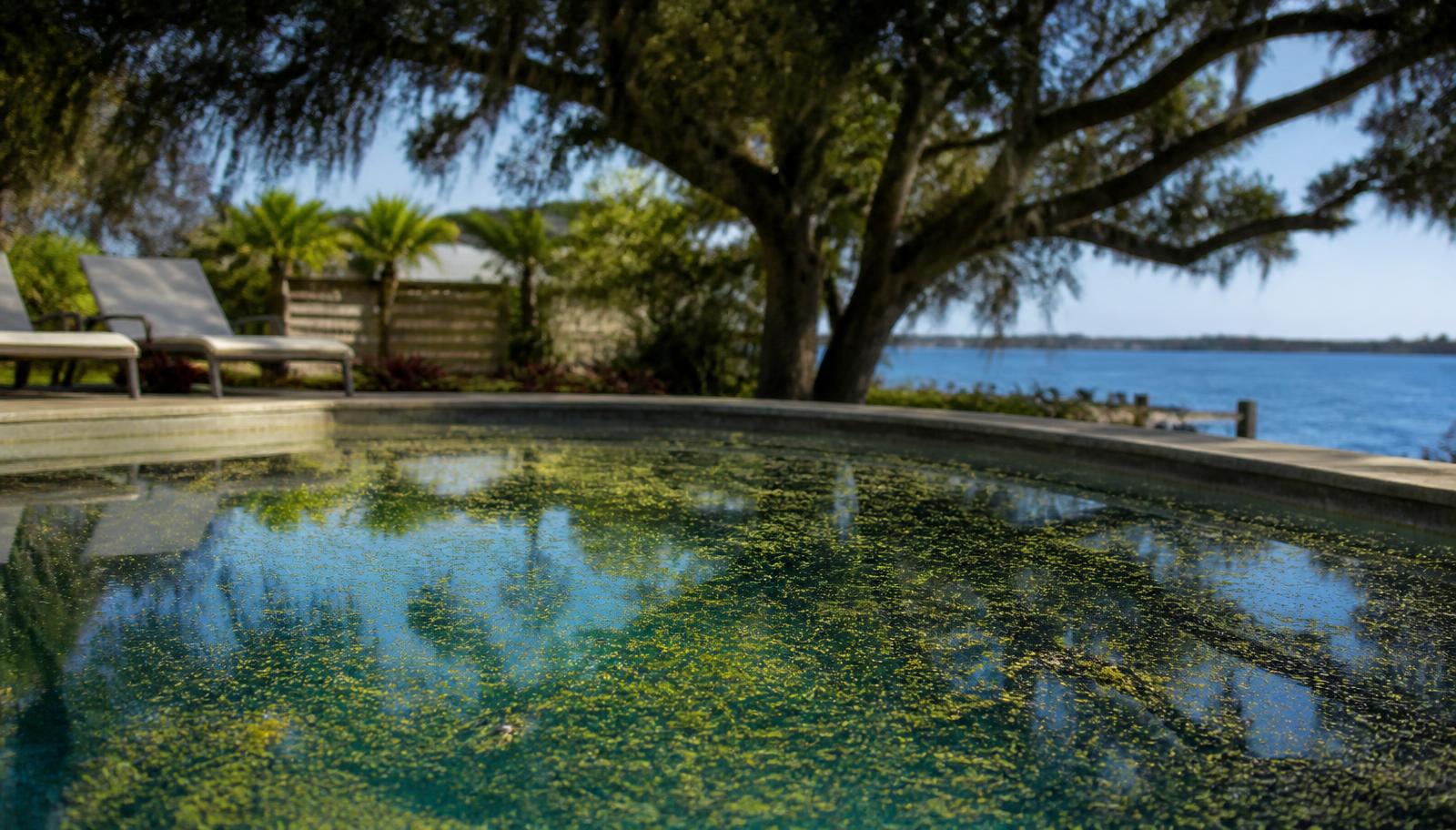 Yellow pollen film floating on the surface of a residential Florida pool under oak branches